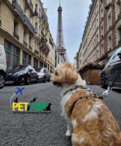 cachorro indo pra Paris