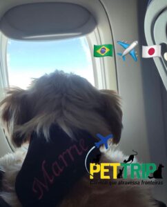 cachorro indo pro japão