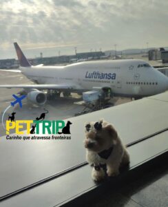 cachorro no aviao com vc