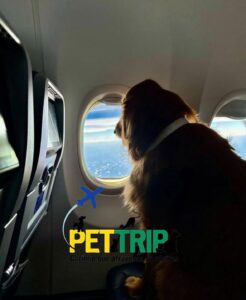 cachorro viajando de avião
