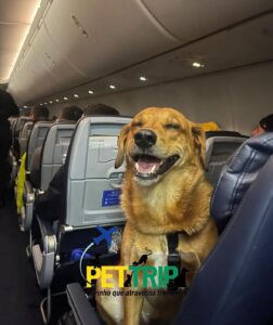 cachorro viajando para o exterior