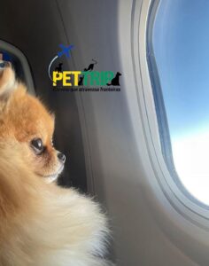 cachorro vijando de avião