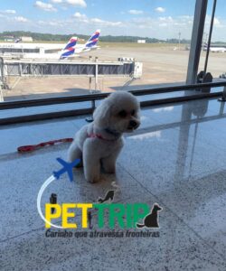 pet trip empresa de doc