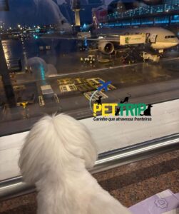 viagem com cão